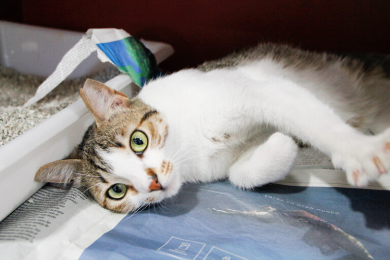 multimedia-foto49680-472-1