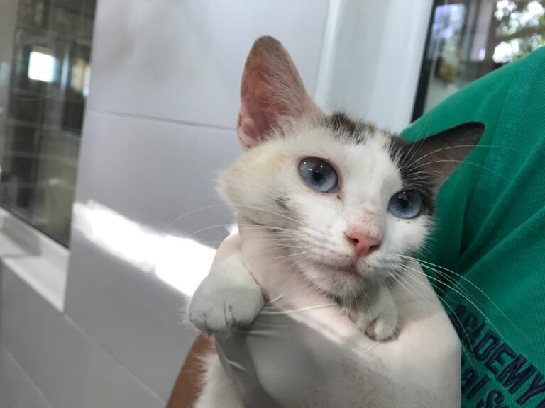 multimedia-foto49695-293-1