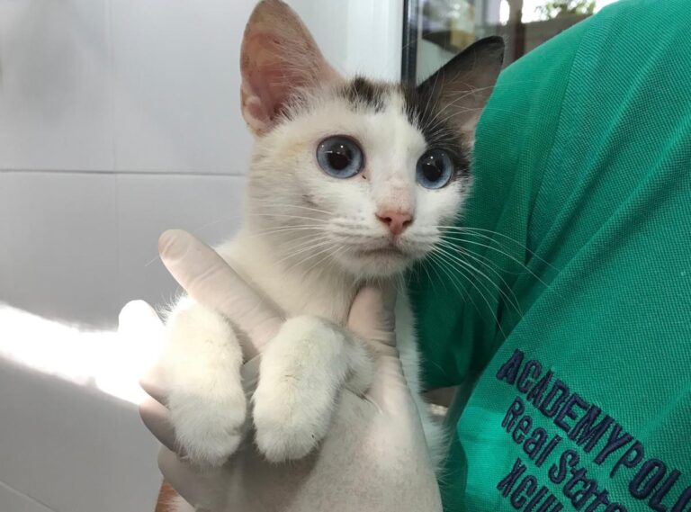 multimedia-foto49696-293-1