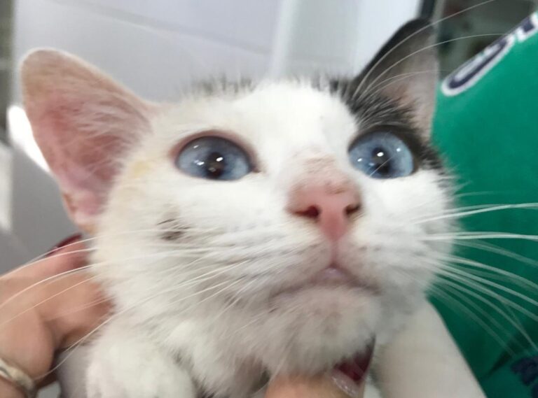 multimedia-foto49699-294-1