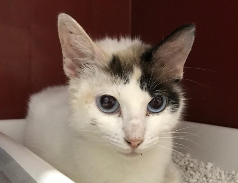 multimedia-foto49700-294-1