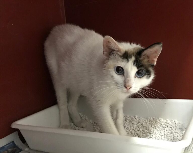 multimedia-foto49701-294-1