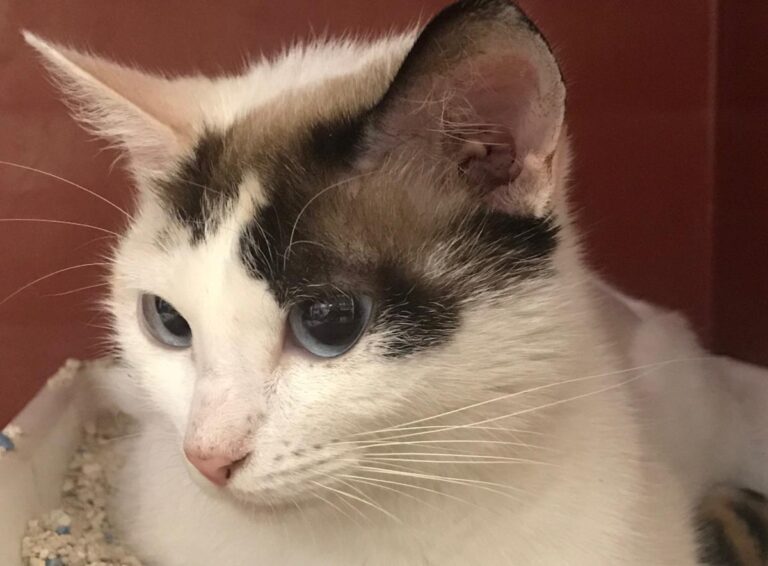 multimedia-foto49702-295-1