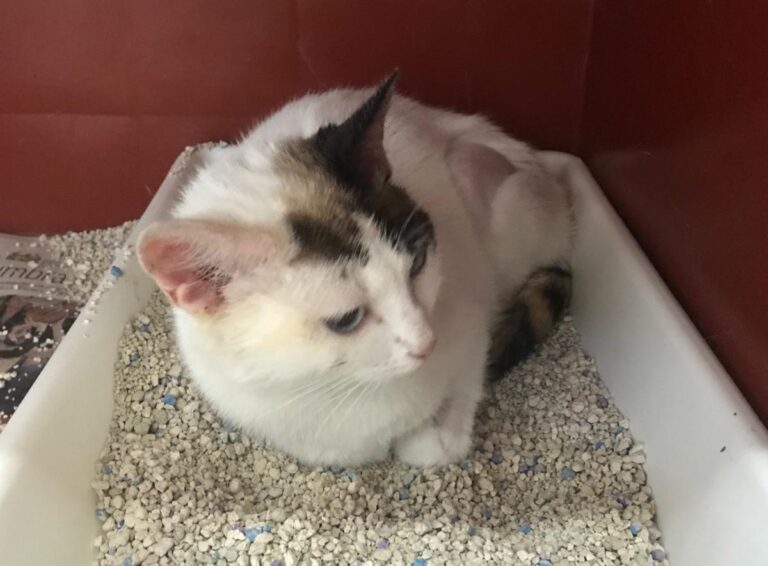 multimedia-foto49704-295-1