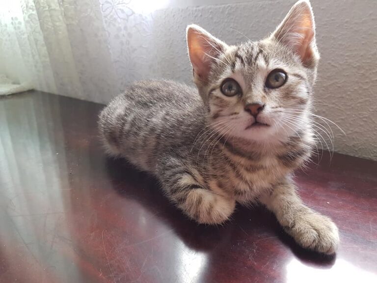 multimedia-foto49745-272-1