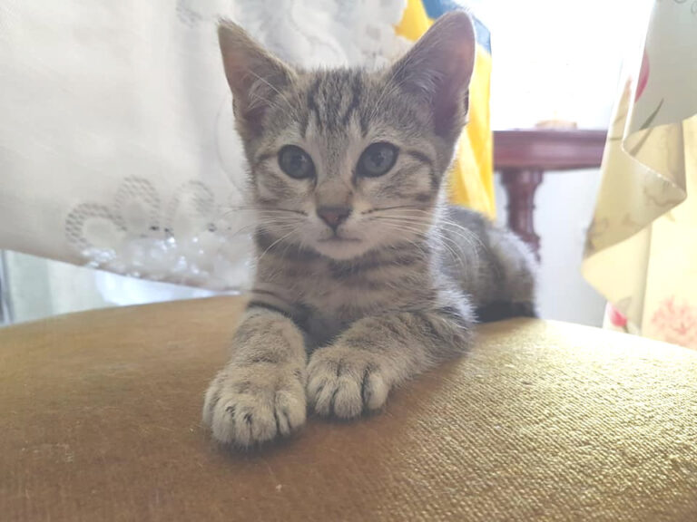 multimedia-foto49746-272-1