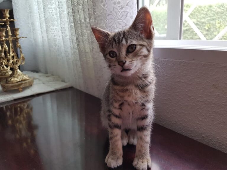 multimedia-foto49747-273-1