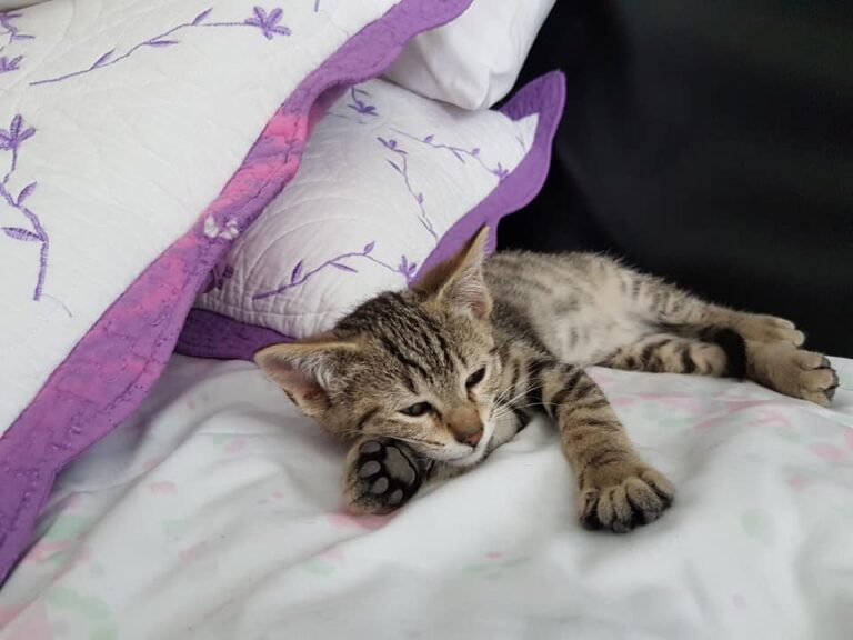 multimedia-foto49749-273-1