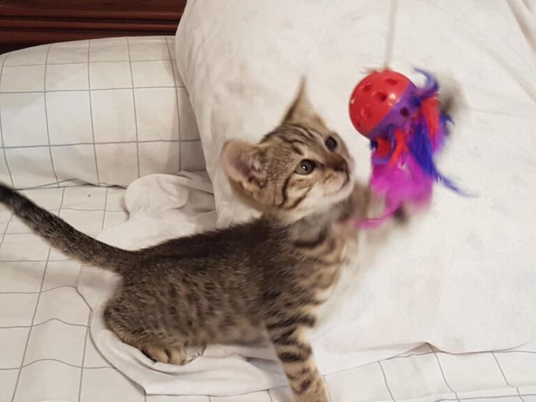 multimedia-foto49750-274-1