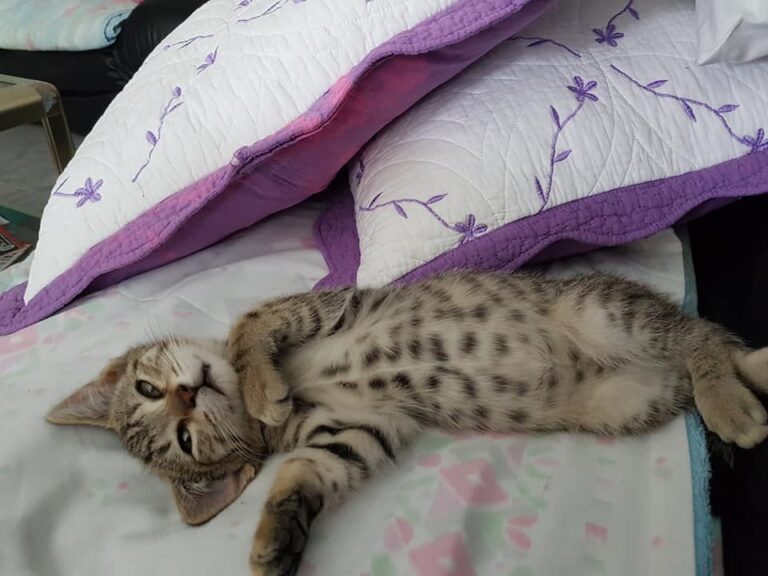 multimedia-foto49751-274-1