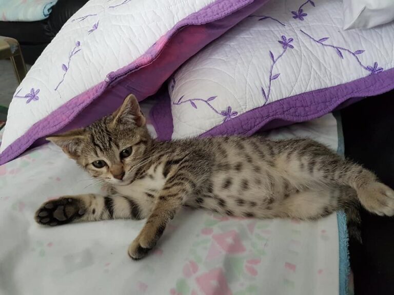 multimedia-foto49752-274-1