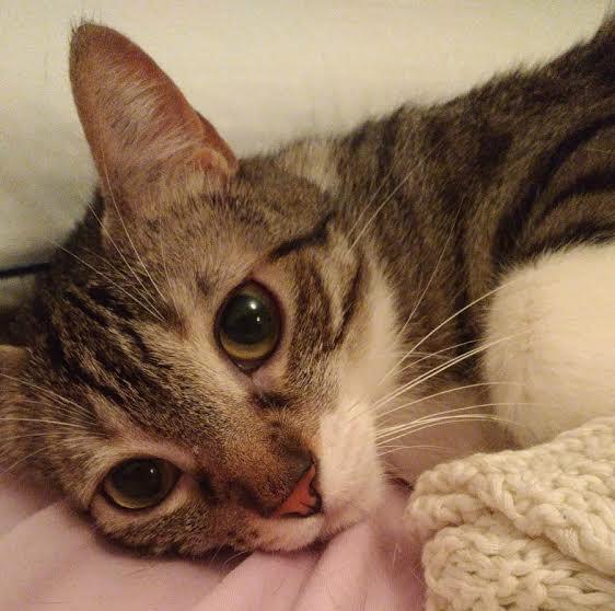 multimedia-foto49851-572-1