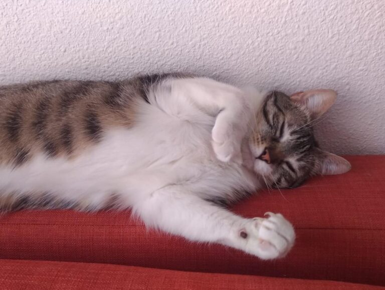 multimedia-foto49852-572-1