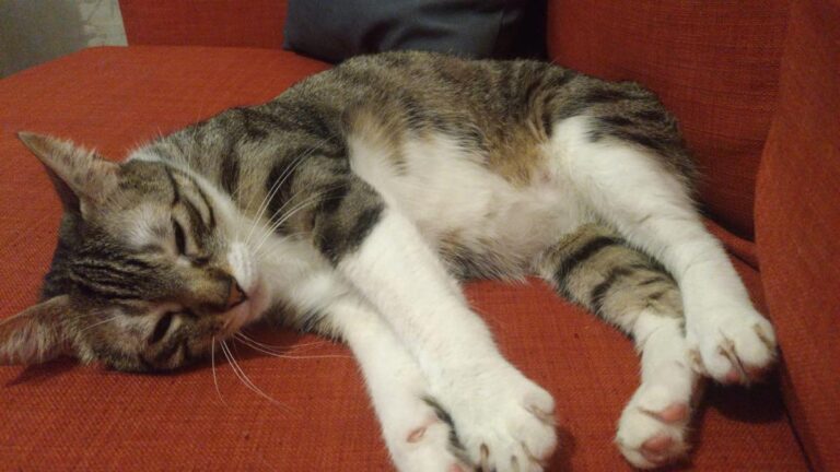 multimedia-foto49854-572-1