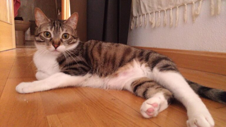 multimedia-foto49855-573-1