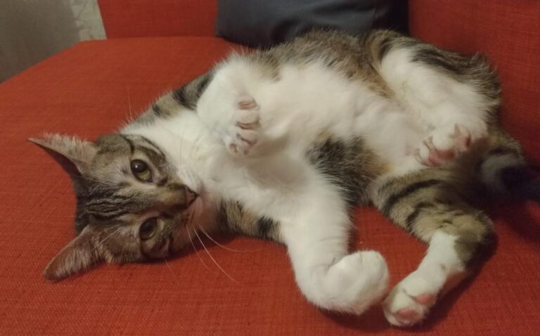 multimedia-foto49856-573-1