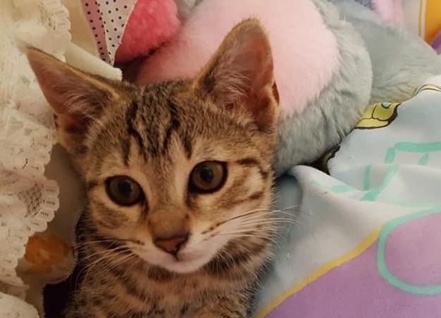 multimedia-foto49865-646-1