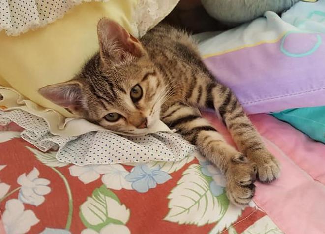 multimedia-foto49868-646-1