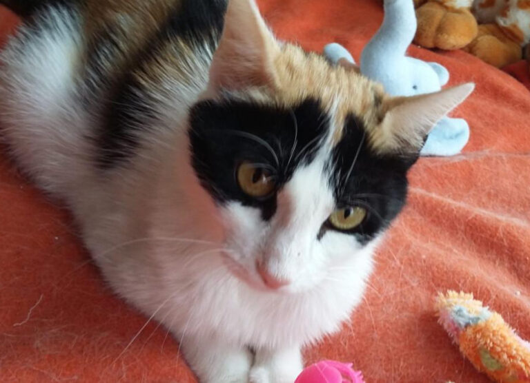 multimedia-foto49874-520-1