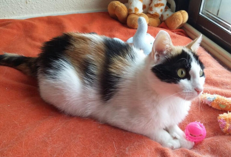 multimedia-foto49876-521-1