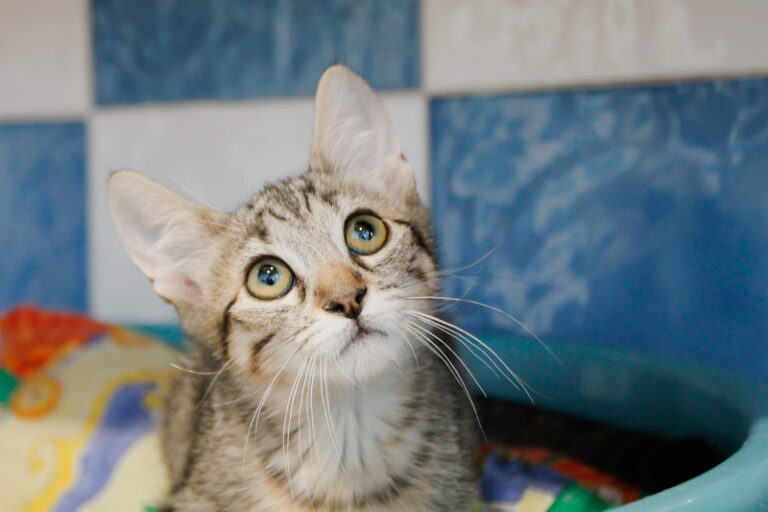 multimedia-foto49889-897-1