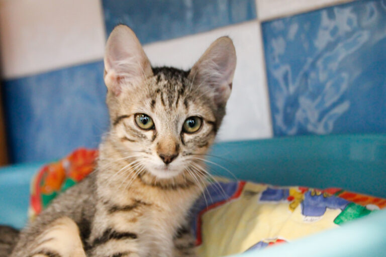 multimedia-foto49890-897-1