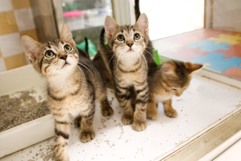 multimedia-foto49892-898-1