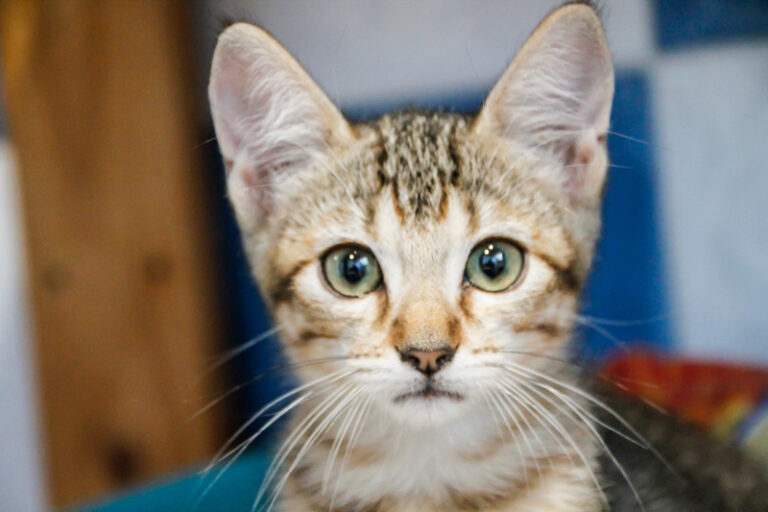 multimedia-foto49898-992-1