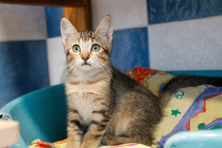 multimedia-foto49899-992-1