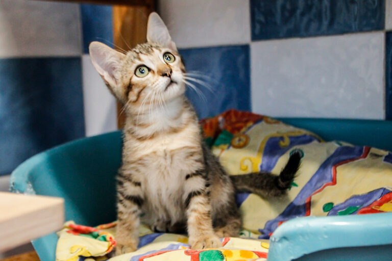 multimedia-foto49900-992-1