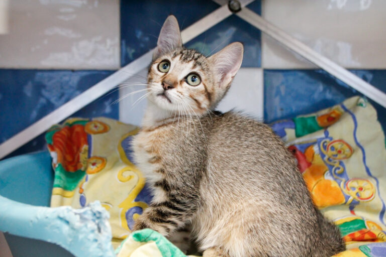 multimedia-foto49901-992-1