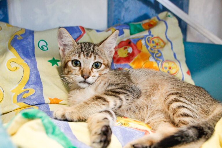 multimedia-foto49902-993-1