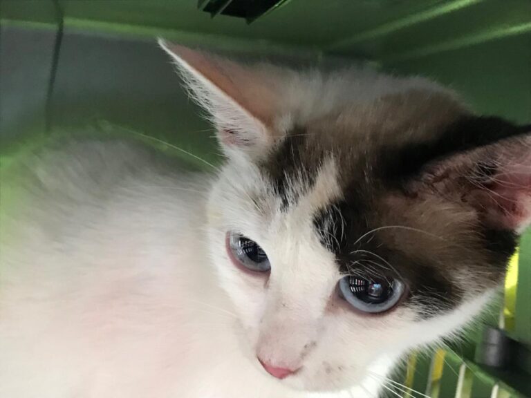 multimedia-foto50030-2-1