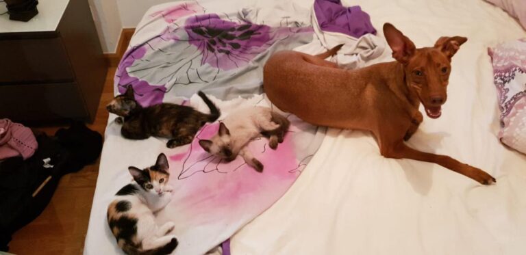 multimedia-foto50037-631-3