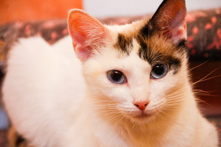 multimedia-foto50079-609-1