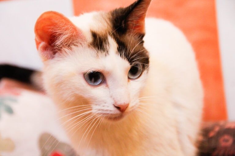 multimedia-foto50080-610-1