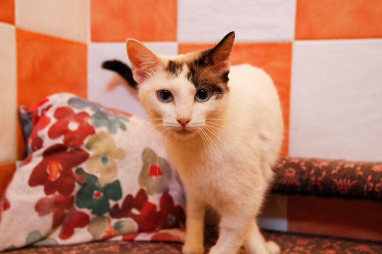 multimedia-foto50081-610-1