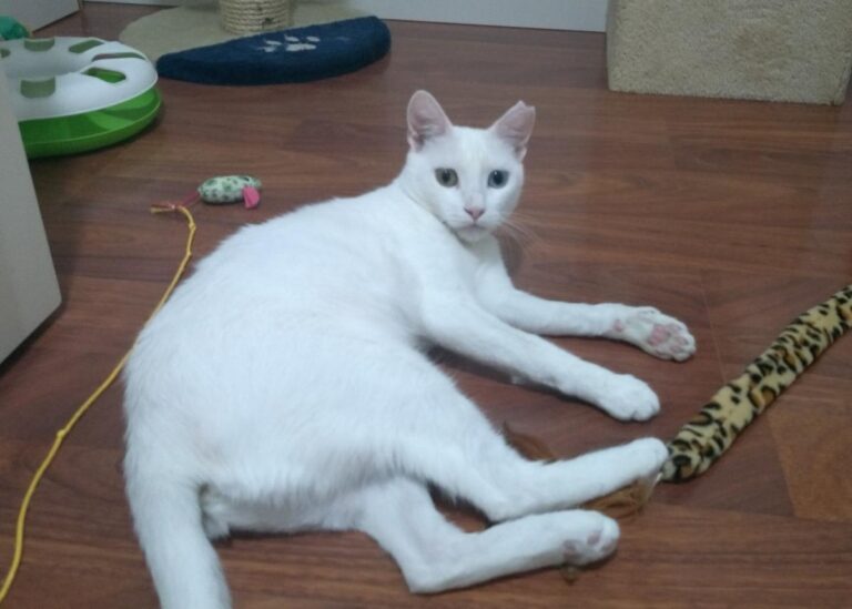 multimedia-foto50126-480-1