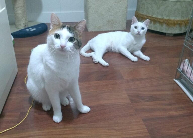 multimedia-foto50127-558-1