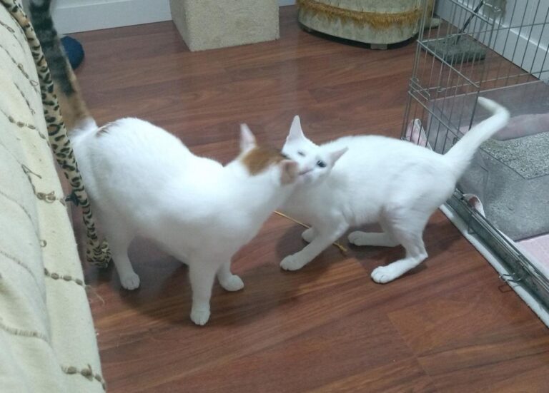 multimedia-foto50128-558-1