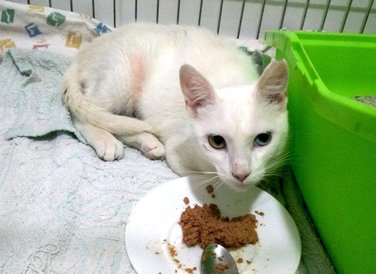 multimedia-foto50131-559-1