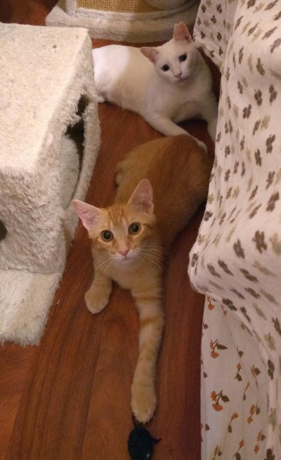 multimedia-foto50136-560-1