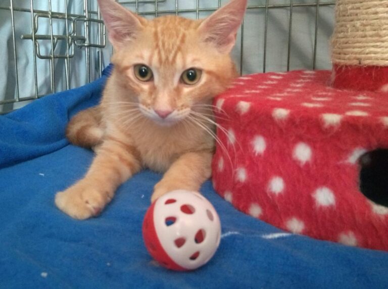 multimedia-foto50137-883-1