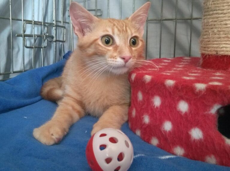 multimedia-foto50139-884-1