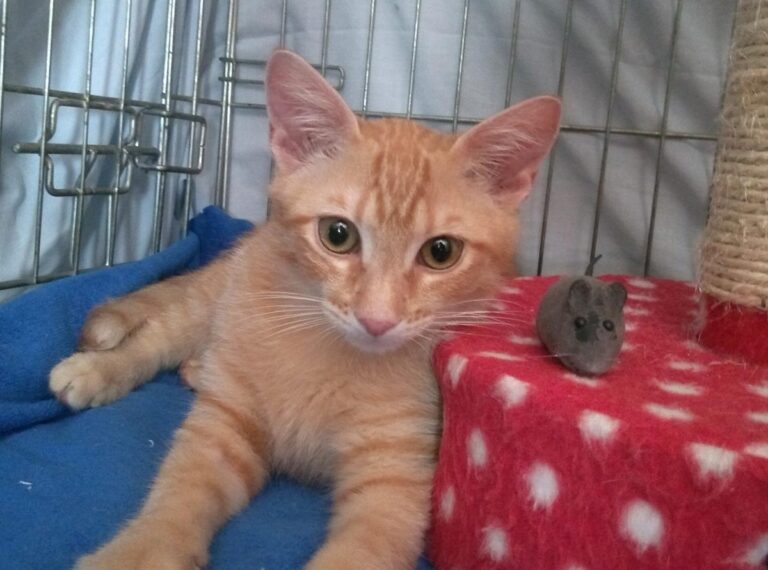 multimedia-foto50140-884-1