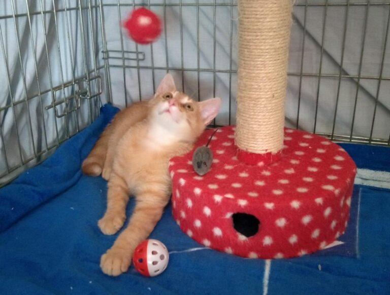 multimedia-foto50141-884-1