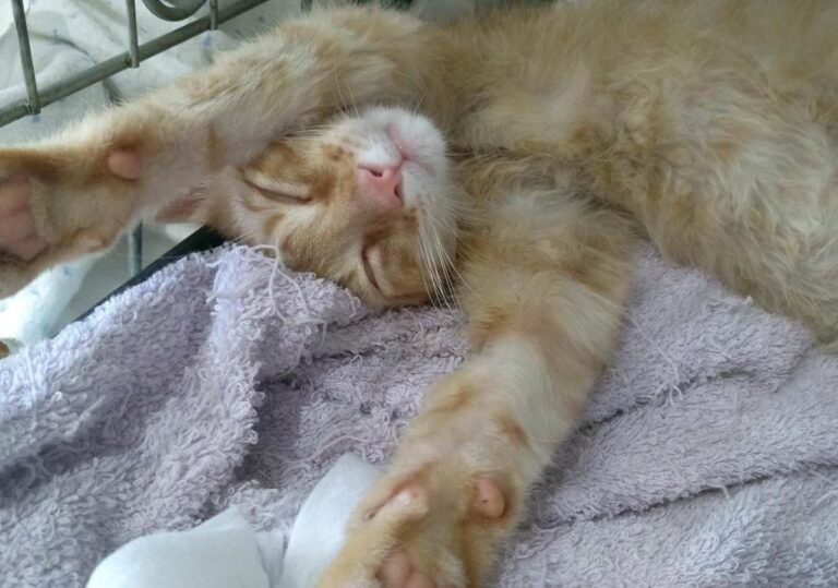 multimedia-foto50144-885-1