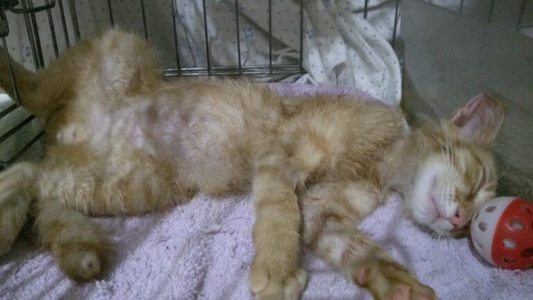 multimedia-foto50145-886-1