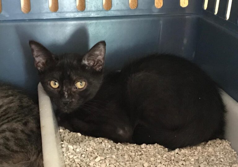 multimedia-foto50149-259-1