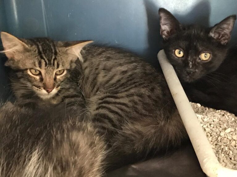 multimedia-foto50150-260-1